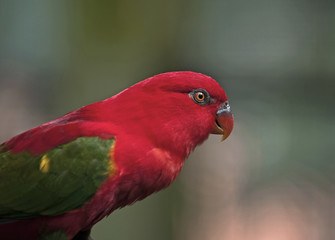 Parrot