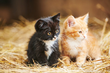 two kitten on hay. Black and red © Kadmy