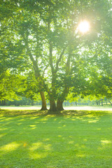 Park tree sunlight