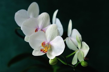 Fototapeta na wymiar white orchid flowers on a dark green background