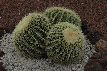 kakteen,wüste,sand,urlaub,teneriffa