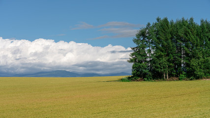 Green pine trees with golden rice fields and blue sky of patchwork road in Biei