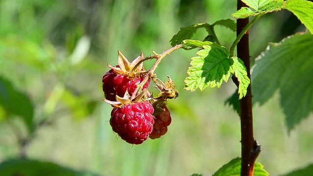 Rubus idaeus, raspberry, red raspberry, European raspberry