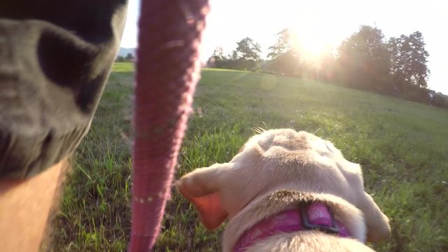 Dog's POV. Man and a dog running into the sunset.