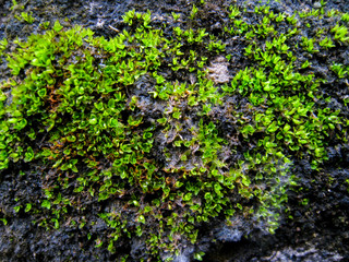 Fototapeta na wymiar selective focus, moss on the rock.