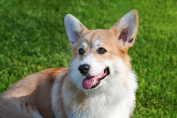 Portrait of Pembroke Welsh Corgi.