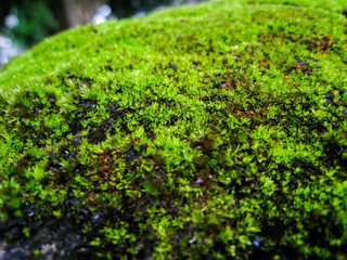 selective focus, moss on the rock.