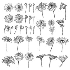 Large set of drawings Daisy, Dahlias, Zinnia and Gerbera flower with closed and half open buds . Floral hand drawn botanical element illustration. Vector. - obrazy, fototapety, plakaty