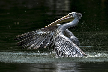 pelican