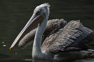pelican