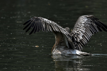 pelican