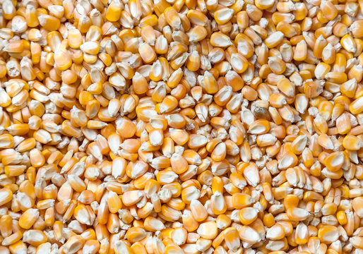 corn Seeds background