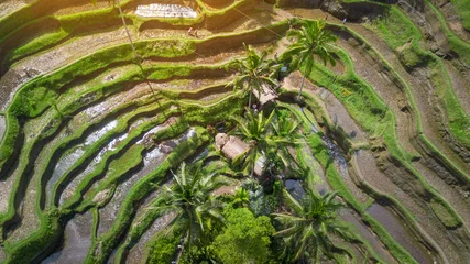 Foto op Plexiglas Aerial view Tegalalang Rice Terrace in Ubud, Bali, Indonesia © Glebstock