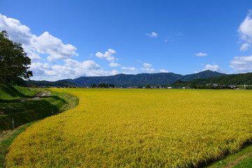黄金色の稲穂。遠野　岩手　日本。９月下旬。