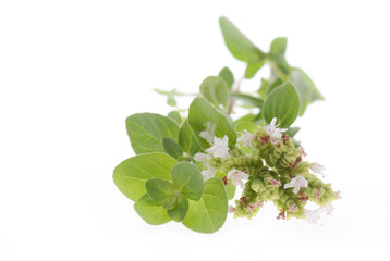Oregano mit Blüten isoliert auf weißem Hintergrund