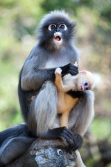 Dusky leaf monkey