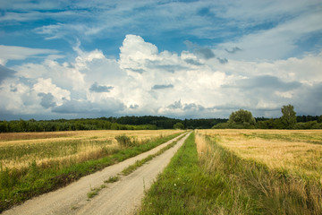 Fototapeta na wymiar Road through a field of grain, forest and clouds in the sky