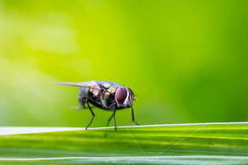 Housefly stay on leaf with natural bokeh green background close up.