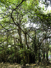 Obraz premium Mangroven in Kalkutta