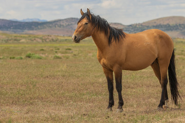 Obraz na płótnie Canvas Majestic Wild Horse Stallion