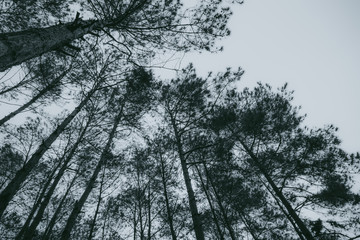 abstract, Green leaf pattern nature dark green background.