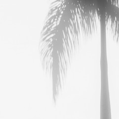Palm shadow tropical mood on white background wall