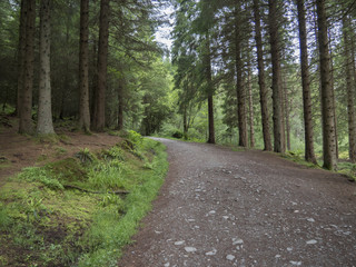 Fototapeta na wymiar Chemin dans une forêt (Garadhban, Balmaha, West Highland Way, Ecosse)