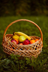 Basket with fruits on the lawn