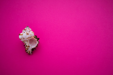 seashell on magenta background