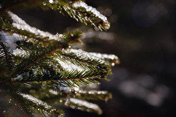 Schnee und Eis auf dem Tannzweig