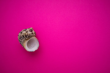 seashell on magenta background