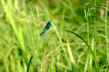 green dragon fly