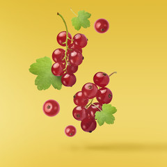 Flying fresh red currant