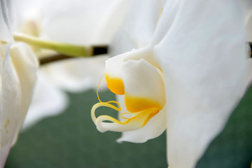 macro of white orchid bloom looks like an insect, white orchids side view in front of pastel colored background