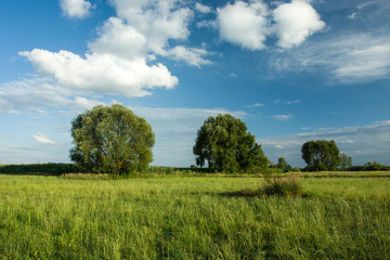 Fototapeta na wymiar Trees on a green meadow, white cloud and blue sky