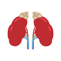 Human kidney color vector icon. Flat design