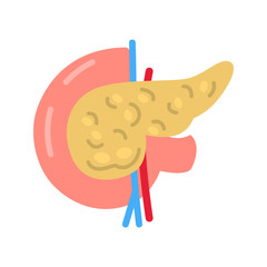 Human pancreas color vector icon. Flat design