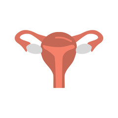 Female uterus color vector icon. Flat design