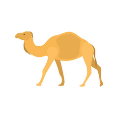 Camel color vector icon. Flat design