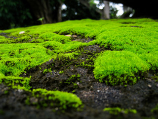 selective focus, moss on the rock.