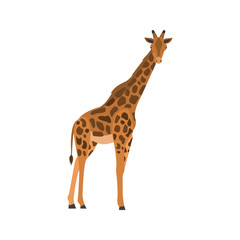 Giraffe color vector icon. Flat design