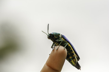 Buprestidae  insect on.finger woman..