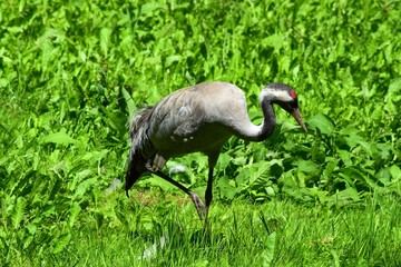Obraz premium Big bird in green grass. Grus japonensis is the second largest type of crane in eastern Asia where it is a symbol of happiness and fidelity.