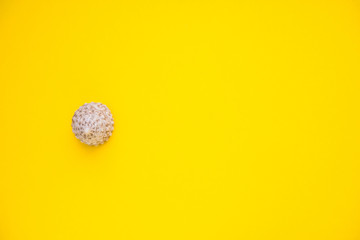 seashell on a yellow background