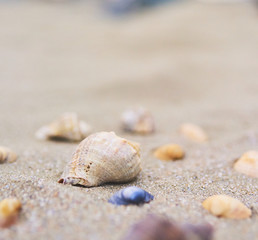 Fototapeta na wymiar A lot of Seashells on the beach, close-up view
