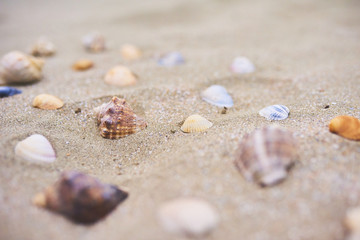A lot of Seashells on the beach, close-up view