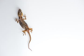 Naklejka premium lizard dry