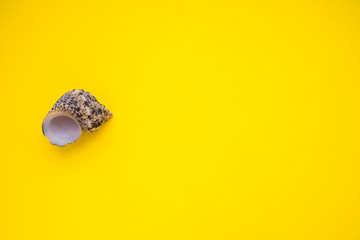 seashell on a yellow background