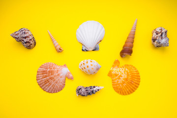 seashells on a yellow background