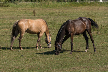 Horses graze and eat grass on a green meadow on a farm